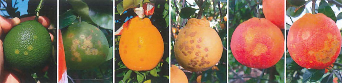 Sintomatologie di oleocellosi